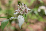 Loomis' mountainmint